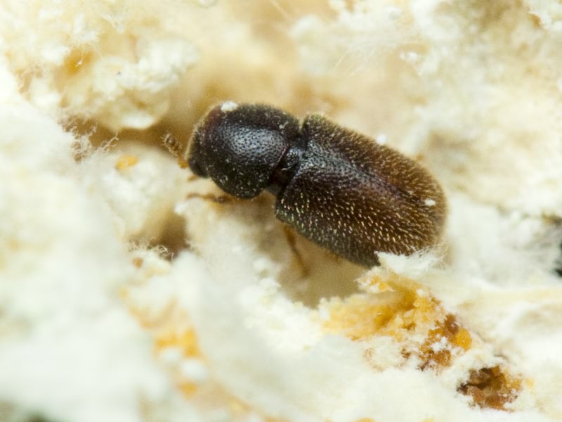 Sulcacis bidentulus (Rosenhauer, 1847)